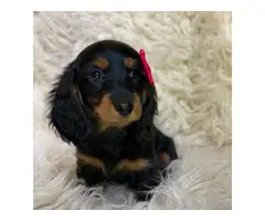 Finding good homes for my dachshund puppies