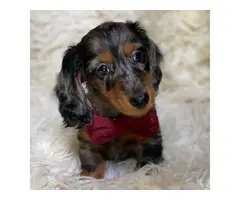 Finding good homes for my dachshund puppies - 2
