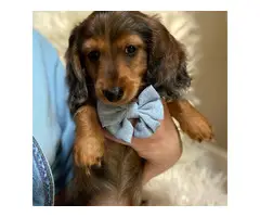 Finding good homes for my dachshund puppies - 3