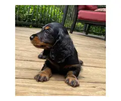 Finding good homes for my dachshund puppies - 4