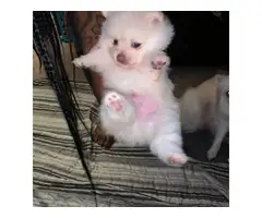 2 baby boy Pomeranian puppies for sale - 2