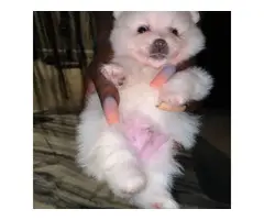 2 baby boy Pomeranian puppies for sale - 3