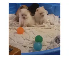 2 baby boy Pomeranian puppies for sale - 5