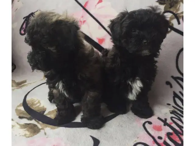 2 months old Maltipoo puppies - 1/7