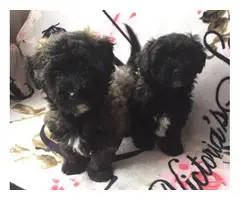 2 months old Maltipoo puppies - 2