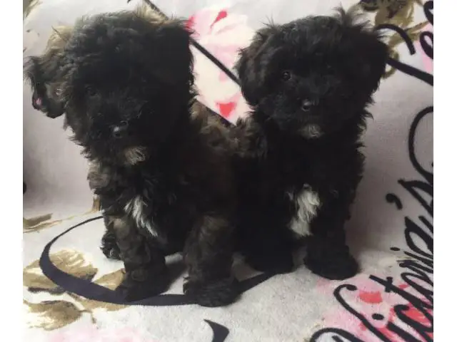 2 months old Maltipoo puppies - 3/7