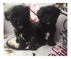 2 months old Maltipoo puppies - 3
