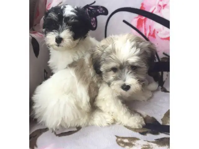 2 months old Maltipoo puppies - 6/7