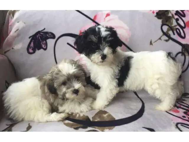 2 months old Maltipoo puppies - 7/7