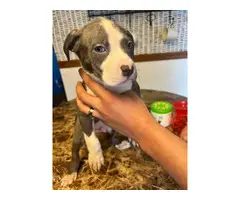 Blue nose pitbull puppies