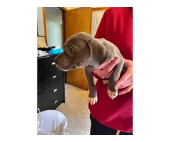 Blue nose pitbull puppies - 4