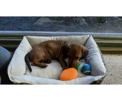 Male Dachshund puppy looking for a nice home