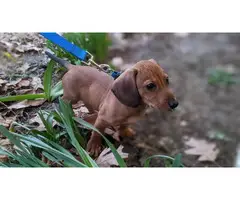 Male Dachshund puppy looking for a nice home - 2