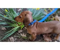 Male Dachshund puppy looking for a nice home - 3