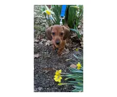 Male Dachshund puppy looking for a nice home - 4
