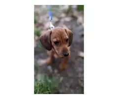 Male Dachshund puppy looking for a nice home - 5