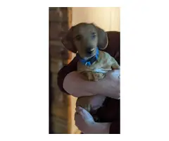 Male Dachshund puppy looking for a nice home - 7