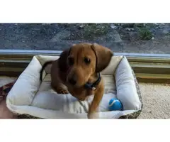 Male Dachshund puppy looking for a nice home - 8