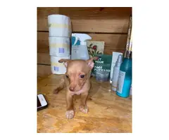 Small Chihuahua puppies - 1