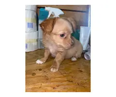 Small Chihuahua puppies - 2