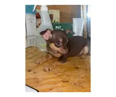 Small Chihuahua puppies - 3