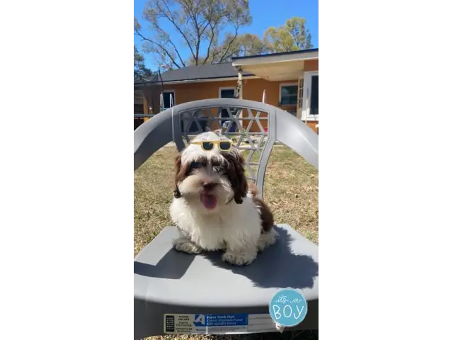 4 Shih Tzu Male Babies Looking for Sweet Homes