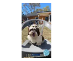 4 Shih Tzu Male Babies Looking for Sweet Homes