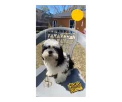 4 Shih Tzu Male Babies Looking for Sweet Homes - 2