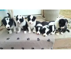 6 Collie puppies left - 4