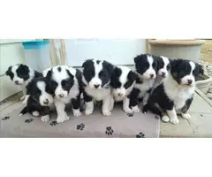 6 Collie puppies left - 5