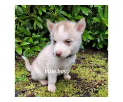 Stunning blue eyed Huskies