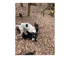 Healthy black and white English pointer puppies