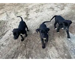 Healthy black and white English pointer puppies