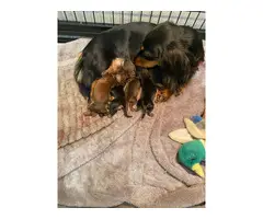 4 long-haired miniature dachshunds