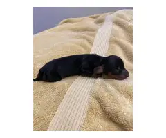 4 long-haired miniature dachshunds - 2