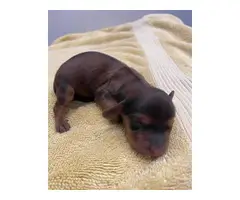 4 long-haired miniature dachshunds - 4