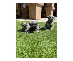 Male and female miniature schnauzer puppies - 1