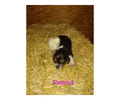 2 female beagle puppies left