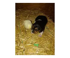 2 female beagle puppies left - 2