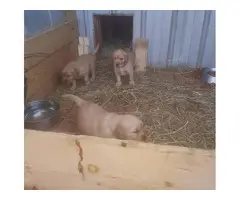 AKC Golden Retriever Puppies for Sale - 6