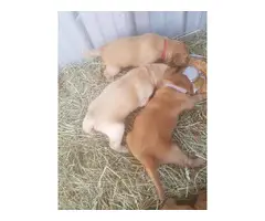 AKC Golden Retriever Puppies for Sale - 7