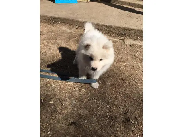 10 week Samoyed puppy for sale - 2/4
