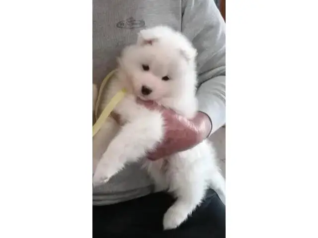 10 week Samoyed puppy for sale - 3/4