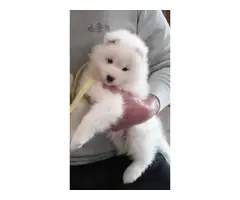 10 week Samoyed puppy for sale - 3