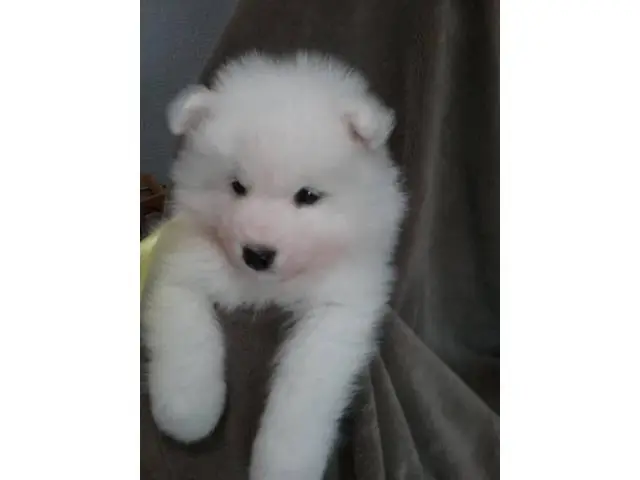 10 week Samoyed puppy for sale - 4/4