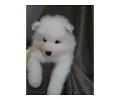 10 week Samoyed puppy for sale