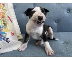 English Bull Terrier puppies for sale