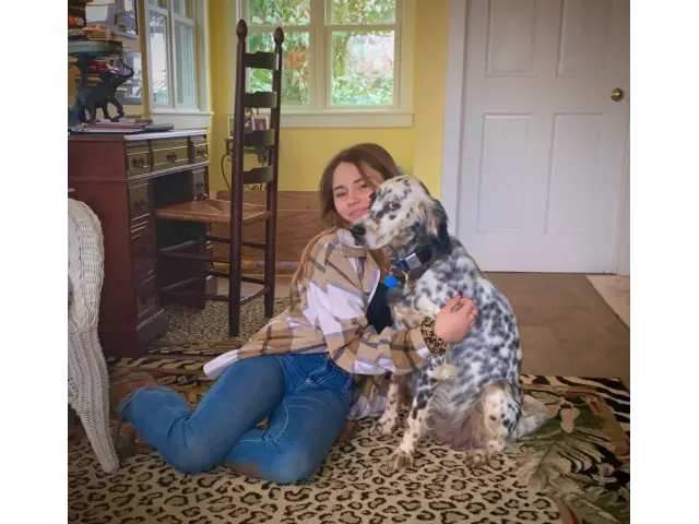 English Setter puppies for adoption - 1/4