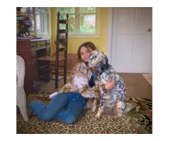 English Setter puppies for adoption