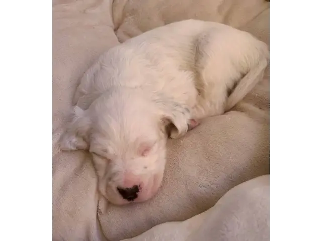 English Setter puppies for adoption - 2/4